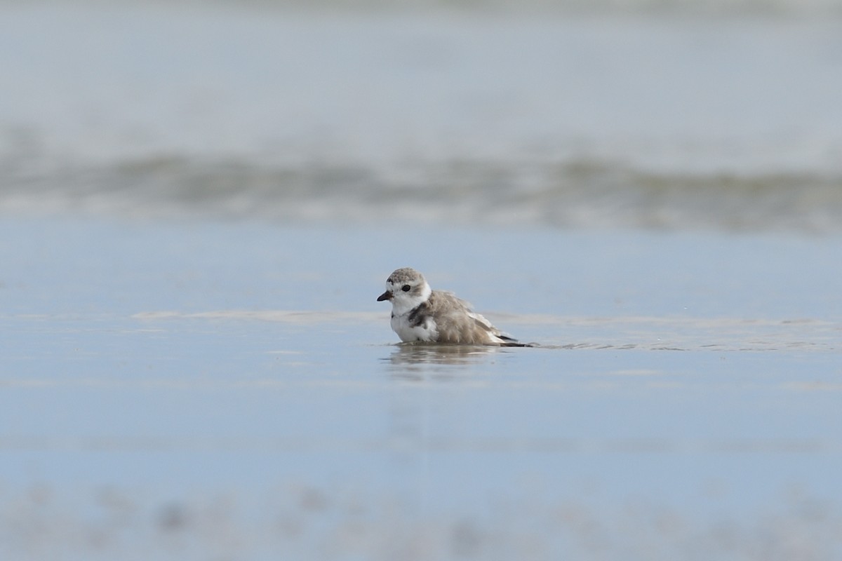 Piping Plover - ML616168578
