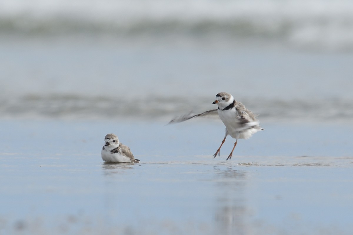 Piping Plover - ML616168581