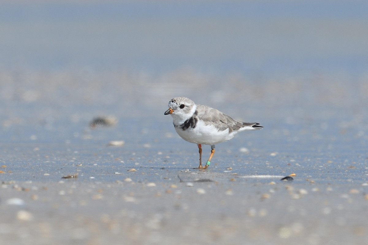 Piping Plover - ML616168584