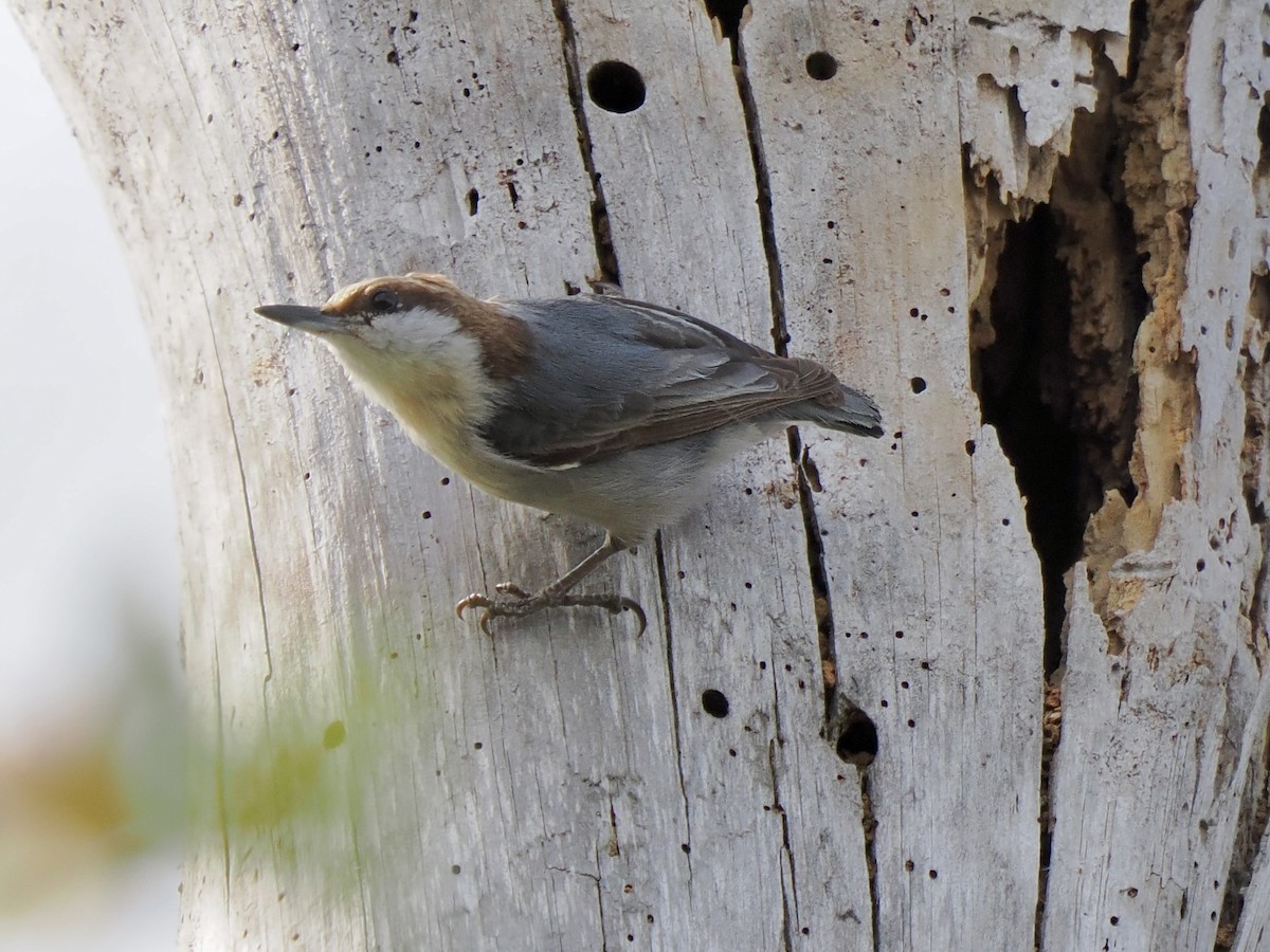 Brown-headed Nuthatch - ML616168589