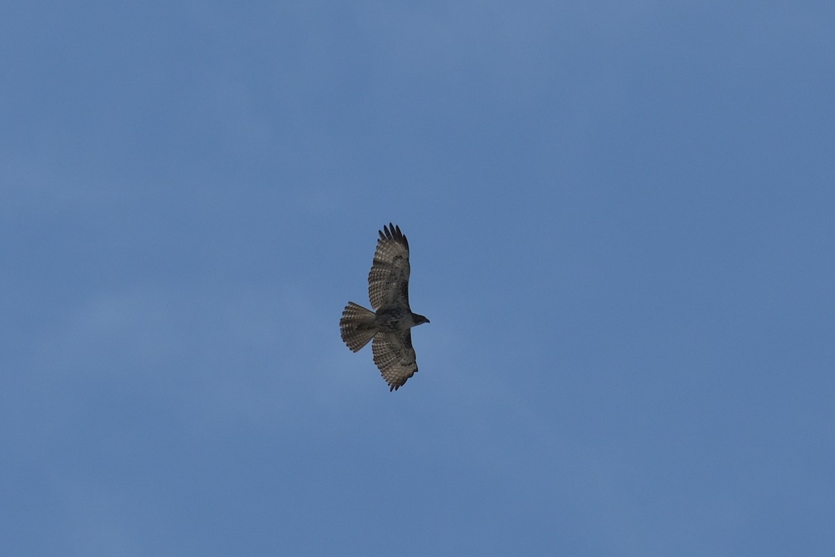 Red-tailed Hawk - ML616168612