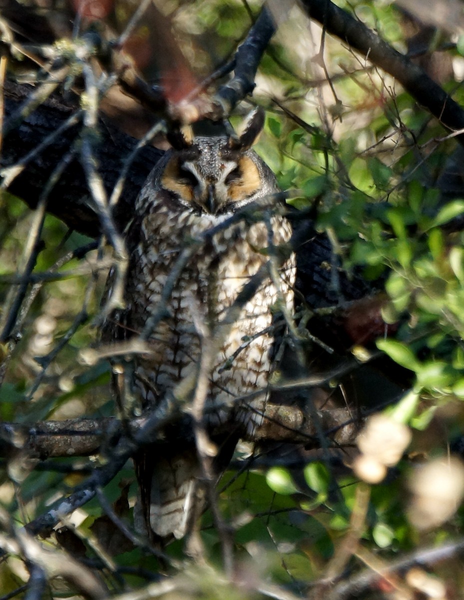 Long-eared Owl - ML616168621