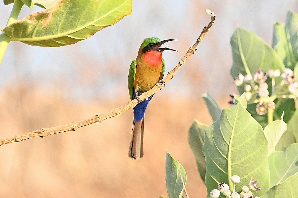 Red-throated Bee-eater - ML616168871