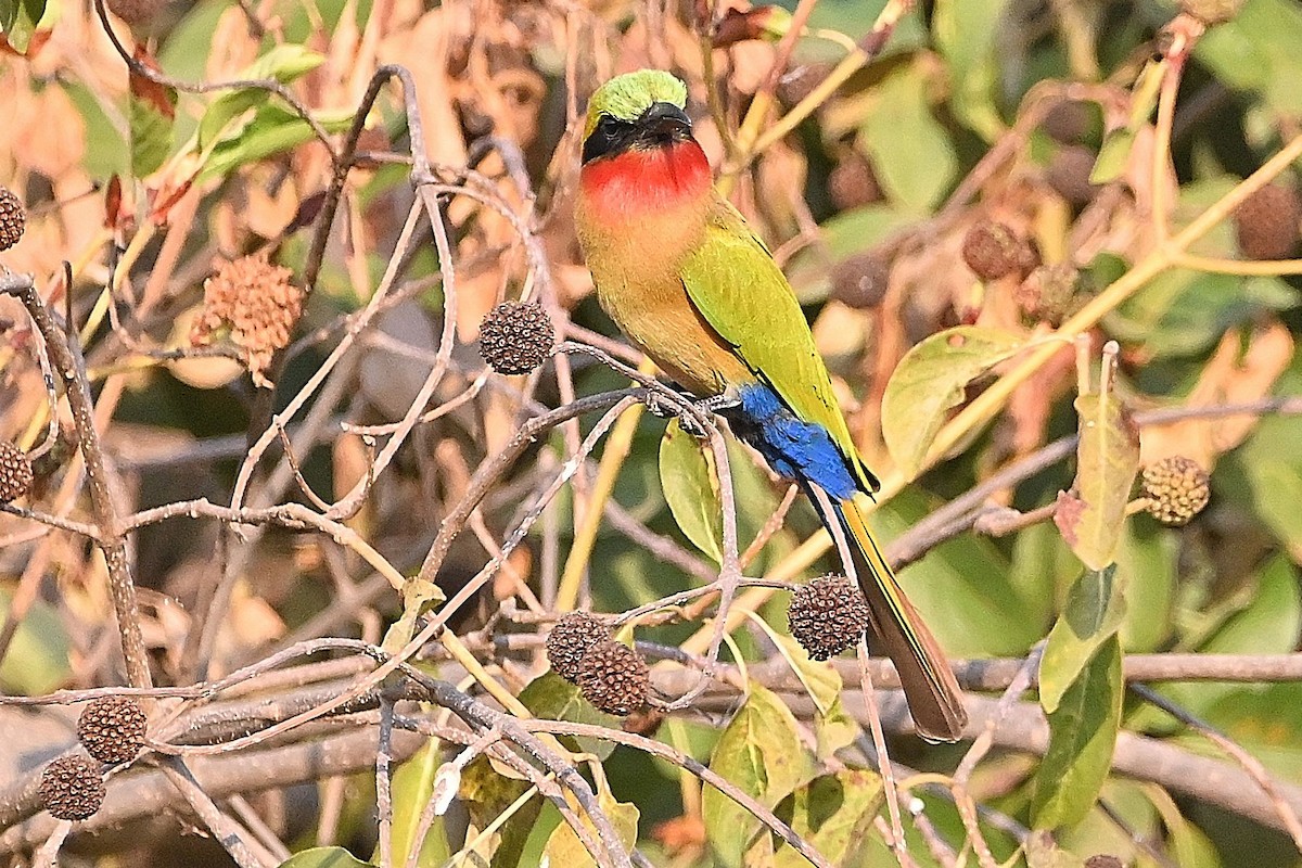 Red-throated Bee-eater - ML616168885
