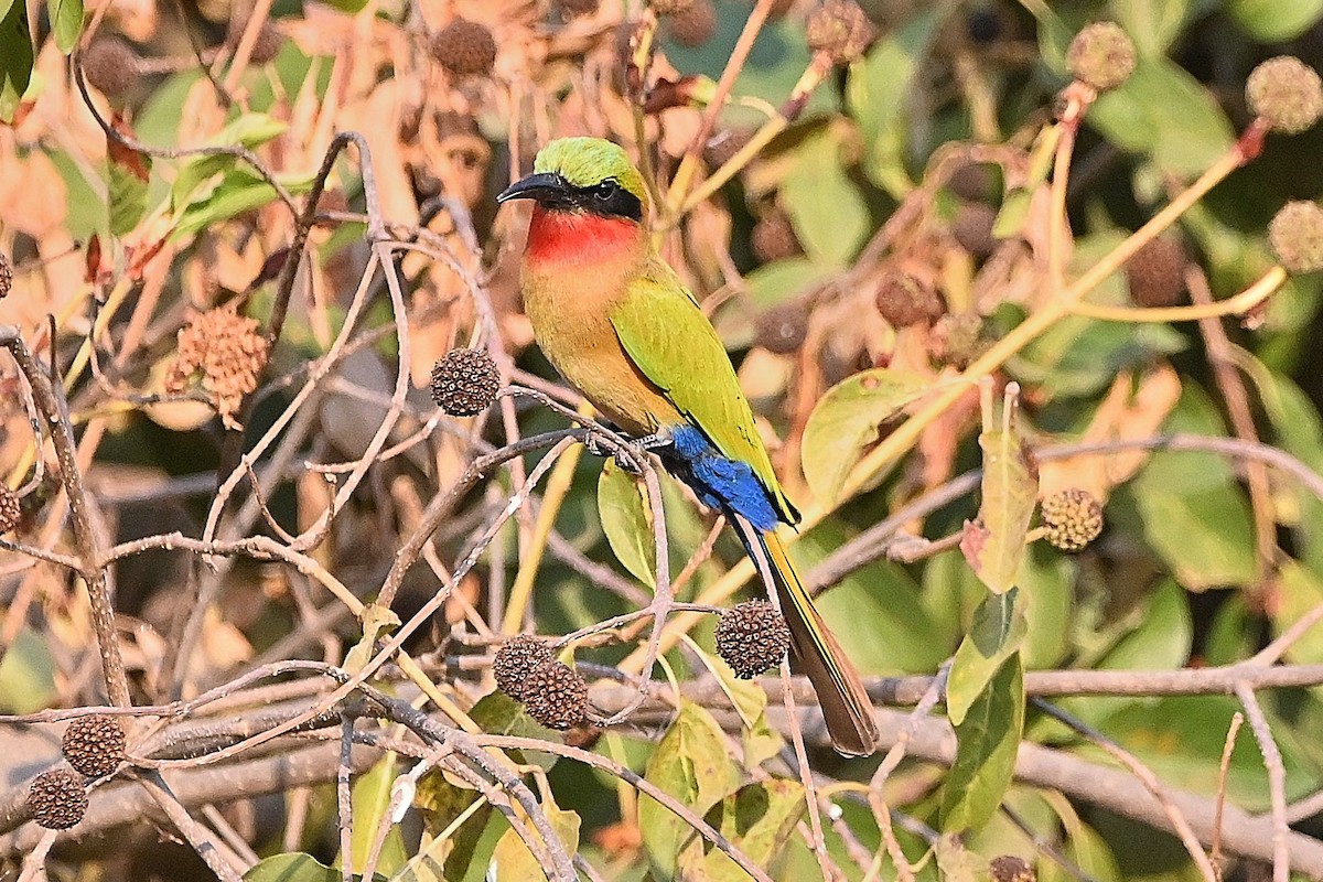 Red-throated Bee-eater - ML616168895