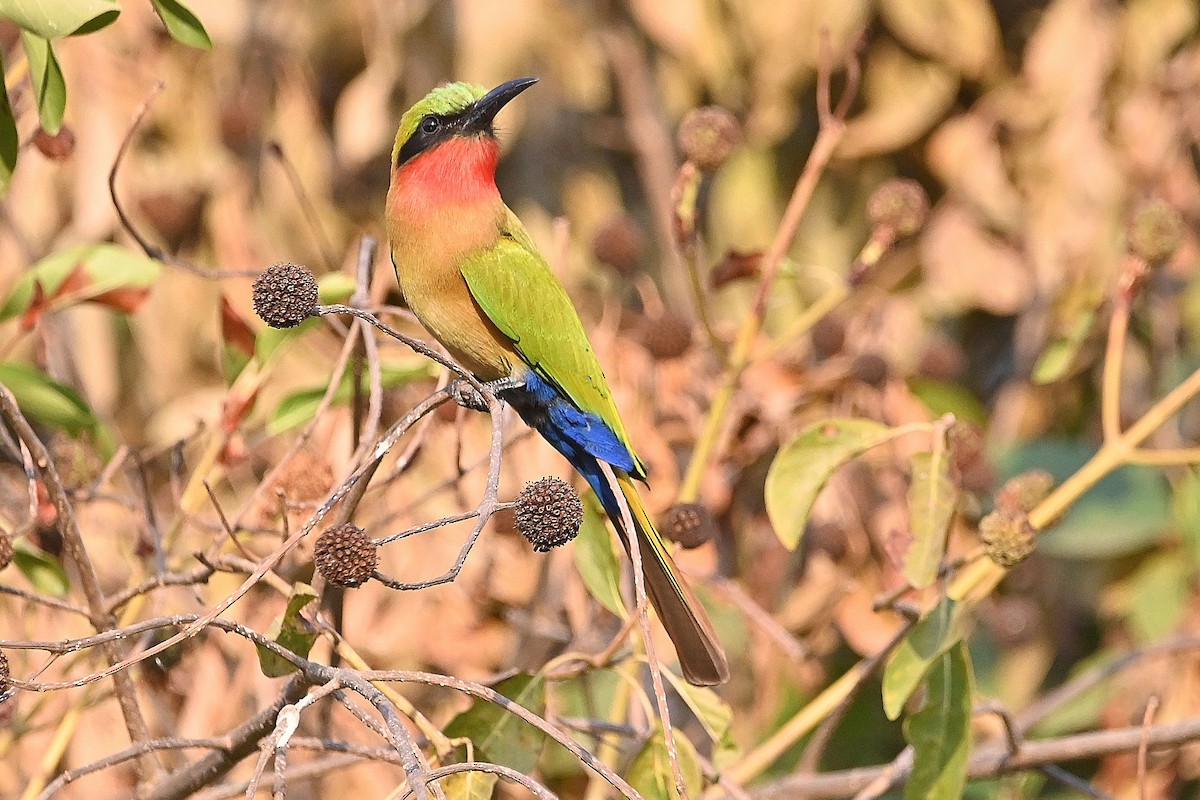 Red-throated Bee-eater - ML616168925
