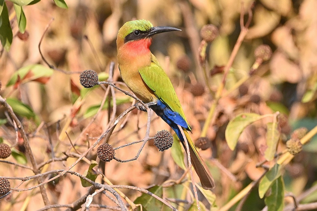 Red-throated Bee-eater - ML616168933