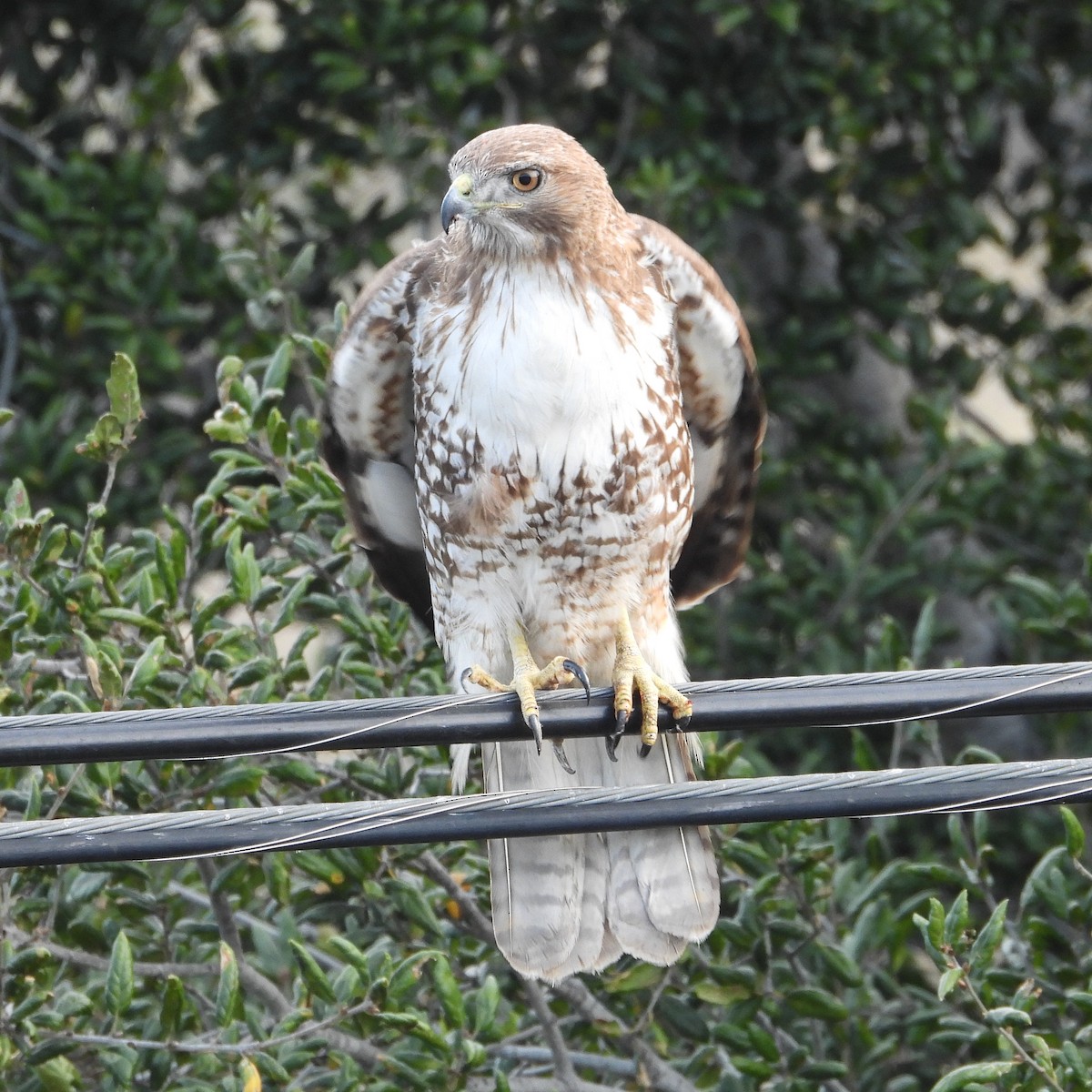 Red-tailed Hawk - ML616168937