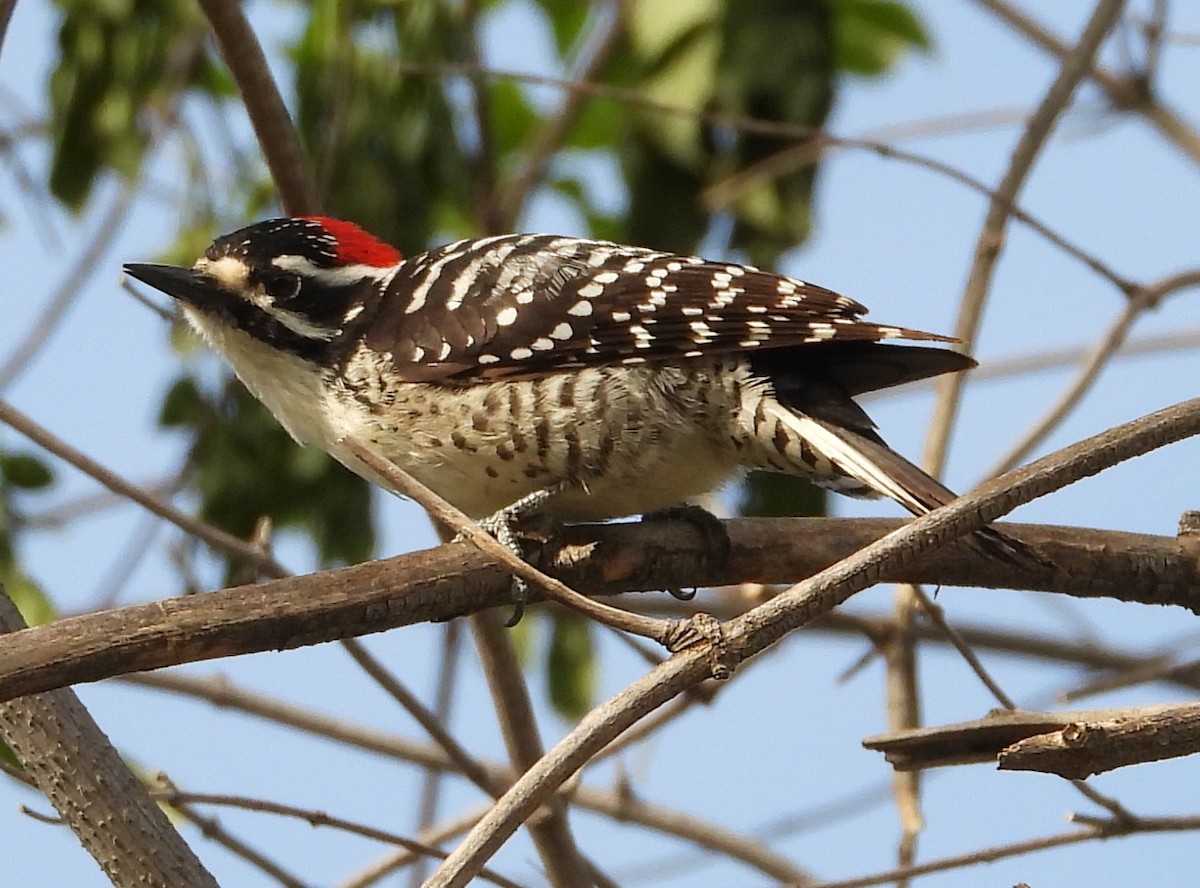 Nuttall's Woodpecker - ML616168955