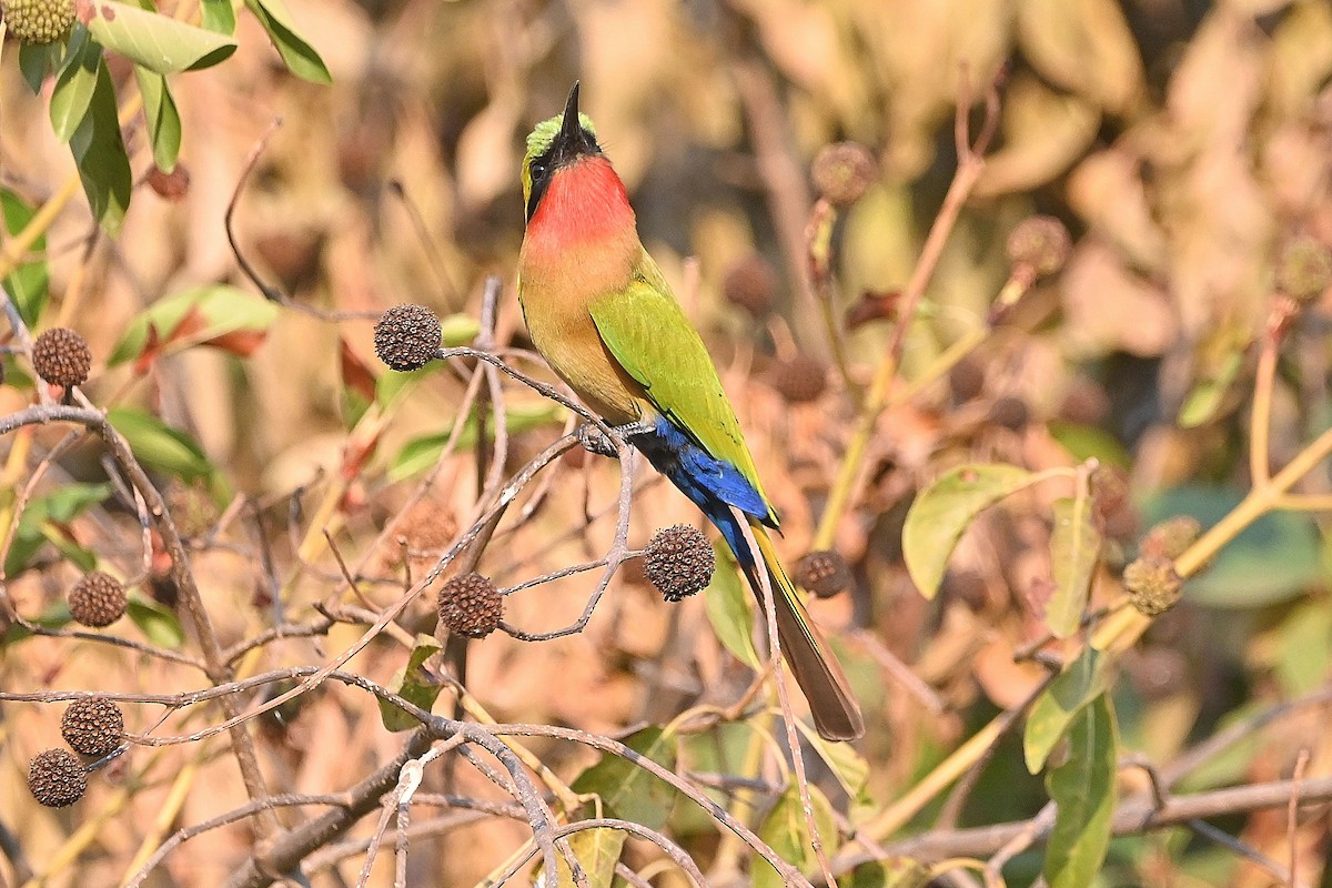 Red-throated Bee-eater - ML616168959
