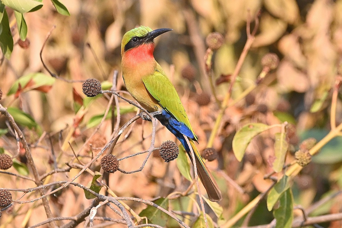 Red-throated Bee-eater - ML616168960