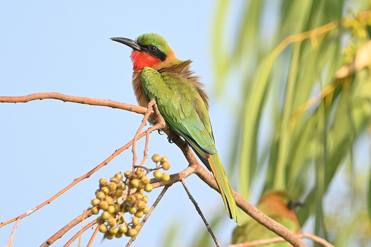 Red-throated Bee-eater - ML616168966