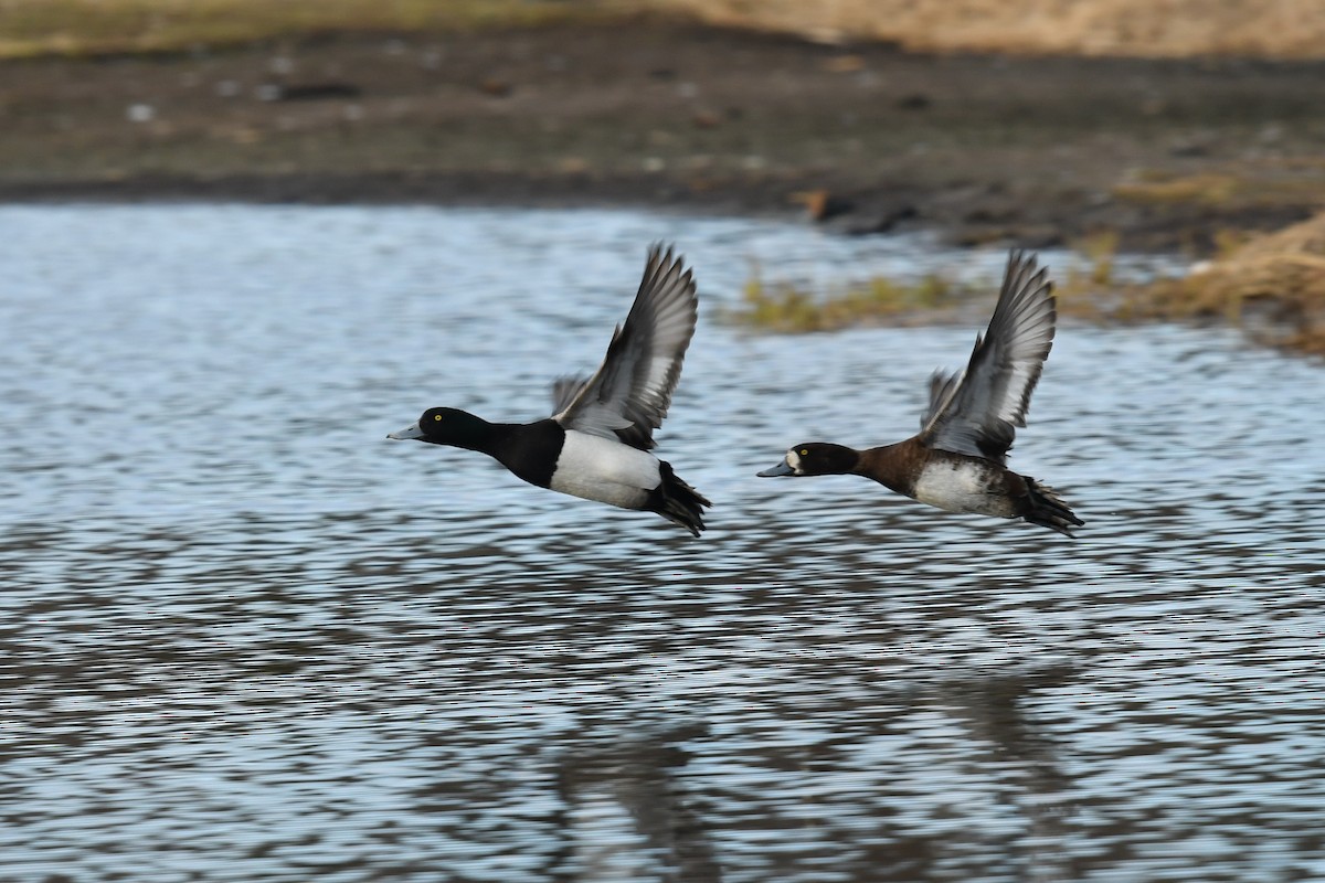 Greater Scaup - ML616168988