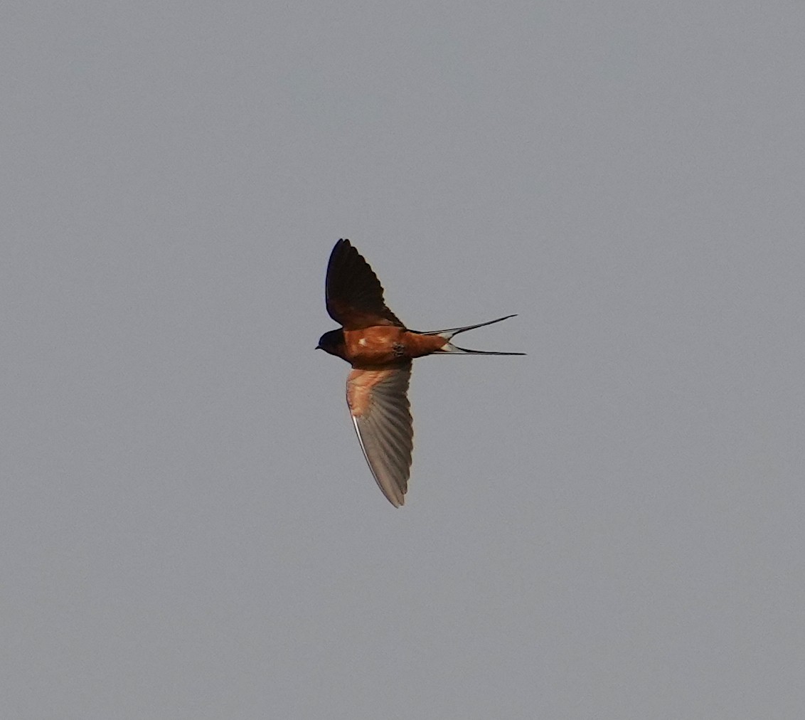 Barn Swallow (Tytler's) - ML616169080