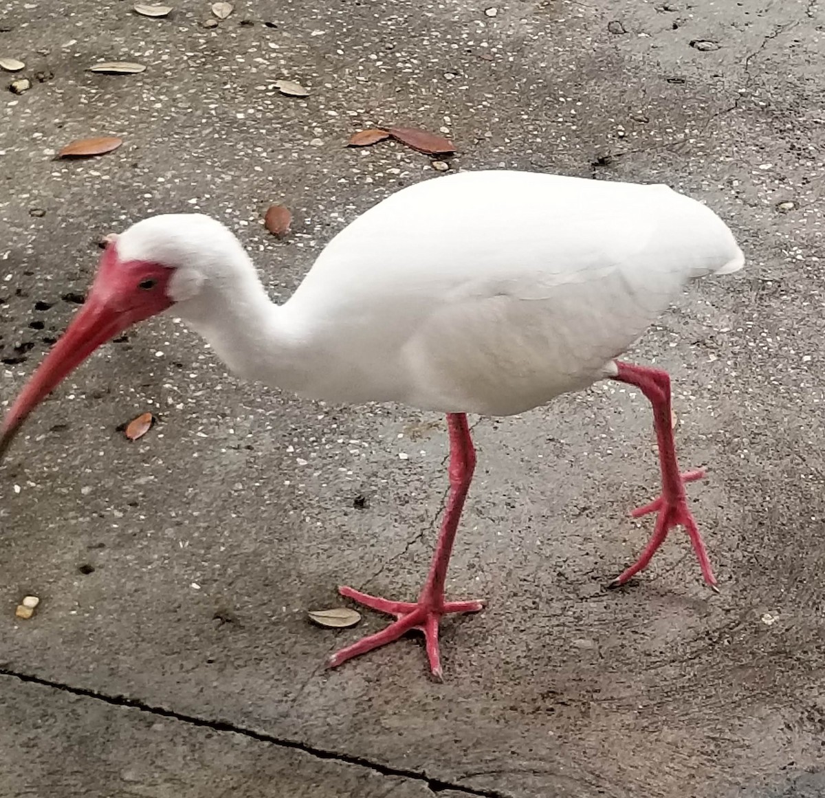 ibis bílý - ML616169161