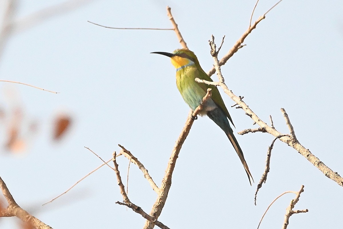 Swallow-tailed Bee-eater - ML616169246