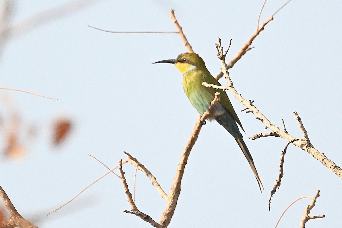 Swallow-tailed Bee-eater - ML616169257