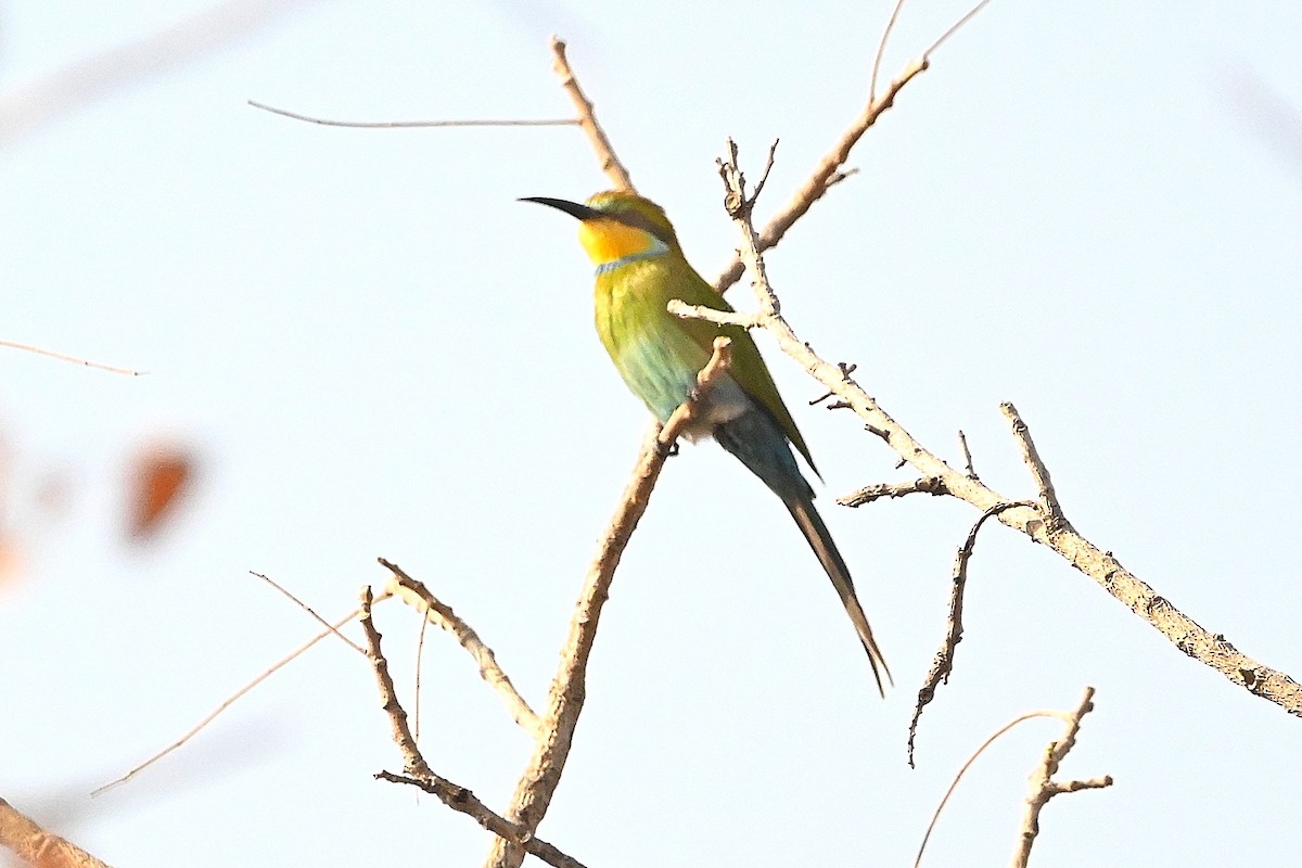 Swallow-tailed Bee-eater - ML616169258