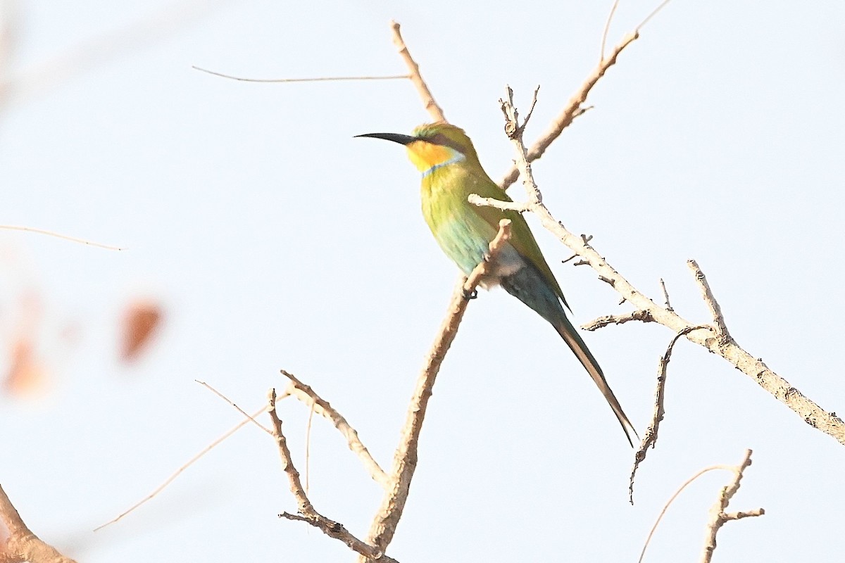 Swallow-tailed Bee-eater - ML616169260