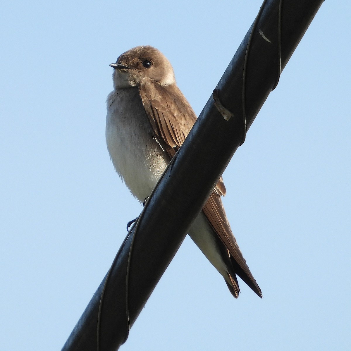 Northern Rough-winged Swallow - ML616169264