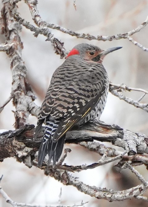 Northern Flicker (Yellow-shafted) - ML616169317