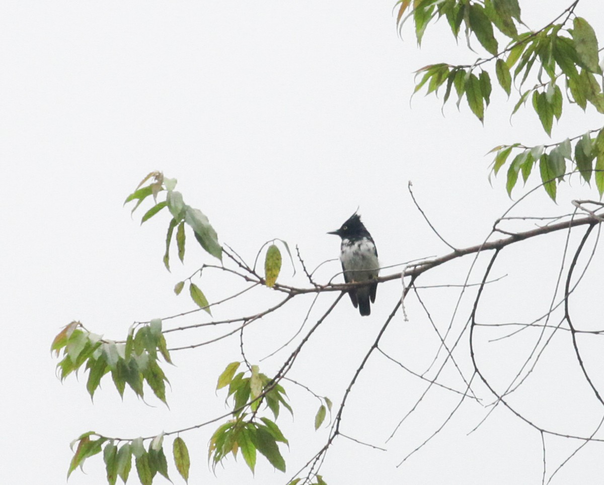 Black-and-white Shrike-flycatcher - Corey Husic