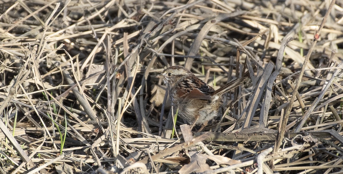 Swamp Sparrow - ML616169487