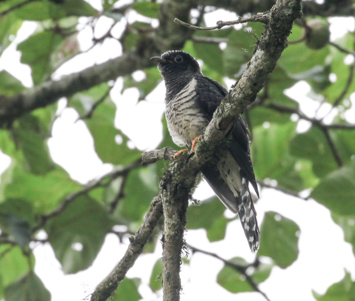 Red-chested Cuckoo - Corey Husic