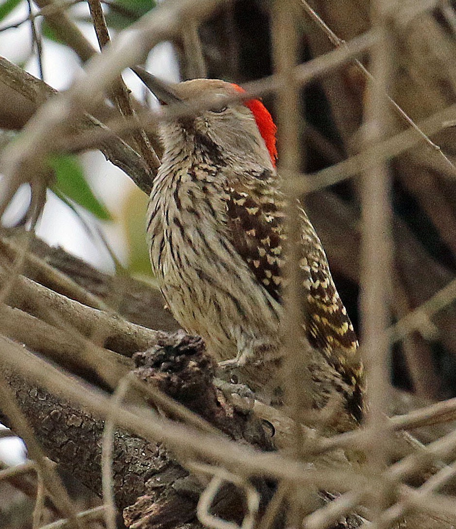 Cardinal Woodpecker - ML616169852