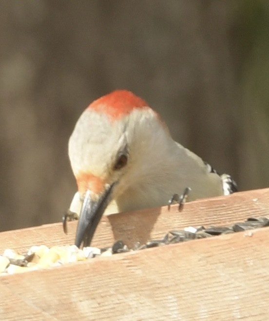 Red-bellied Woodpecker - ML616169978
