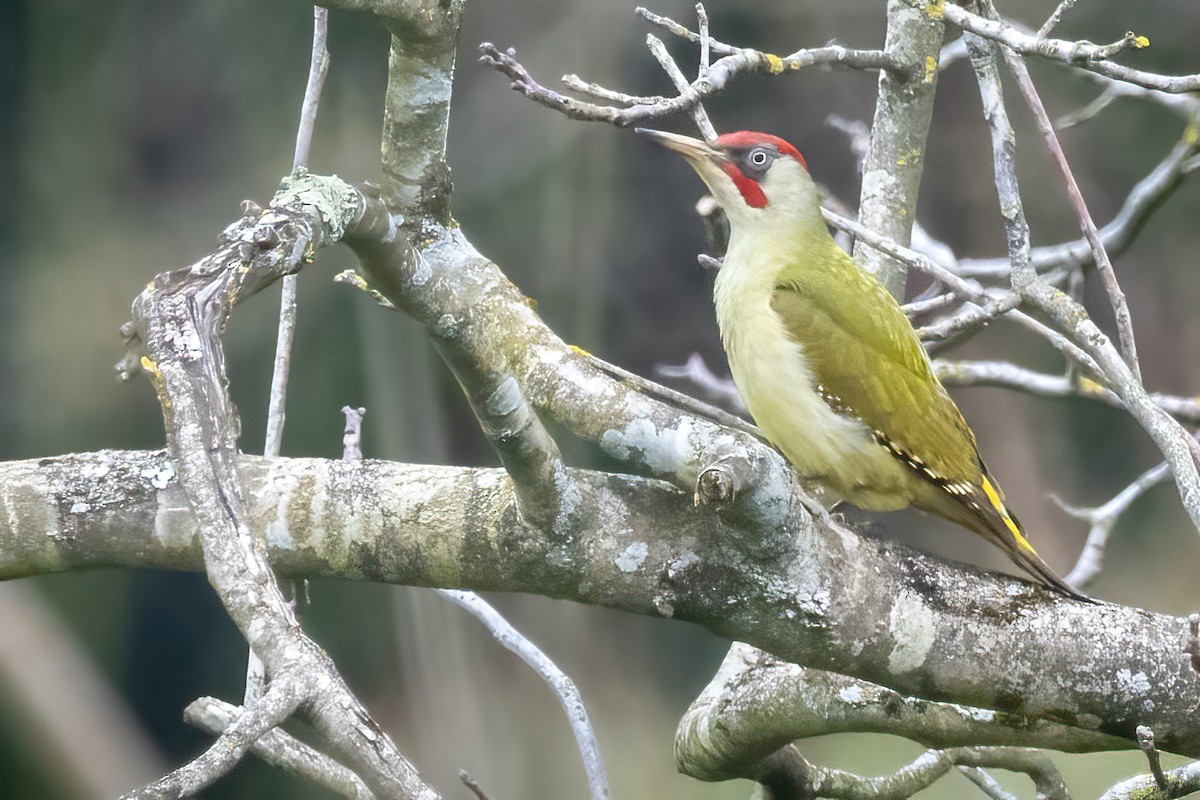 Eurasian/Iberian Green Woodpecker - ML616170029
