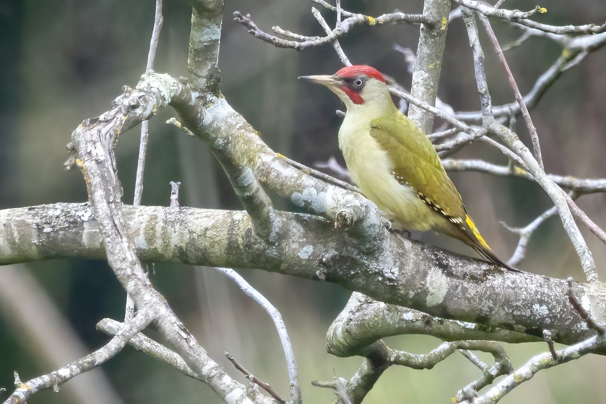 Eurasian/Iberian Green Woodpecker - ML616170033