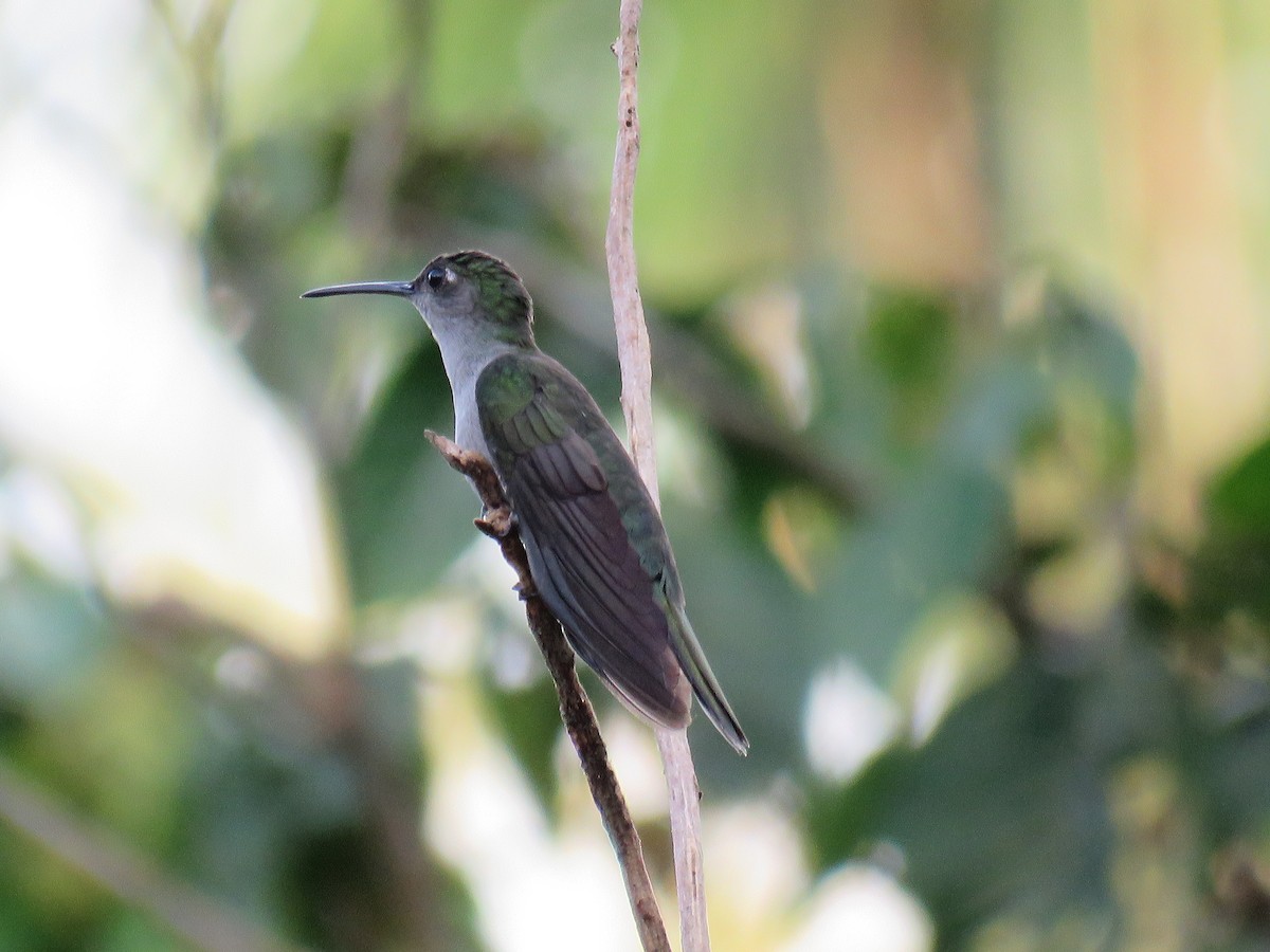 kolibřík šedoprsý - ML616170097