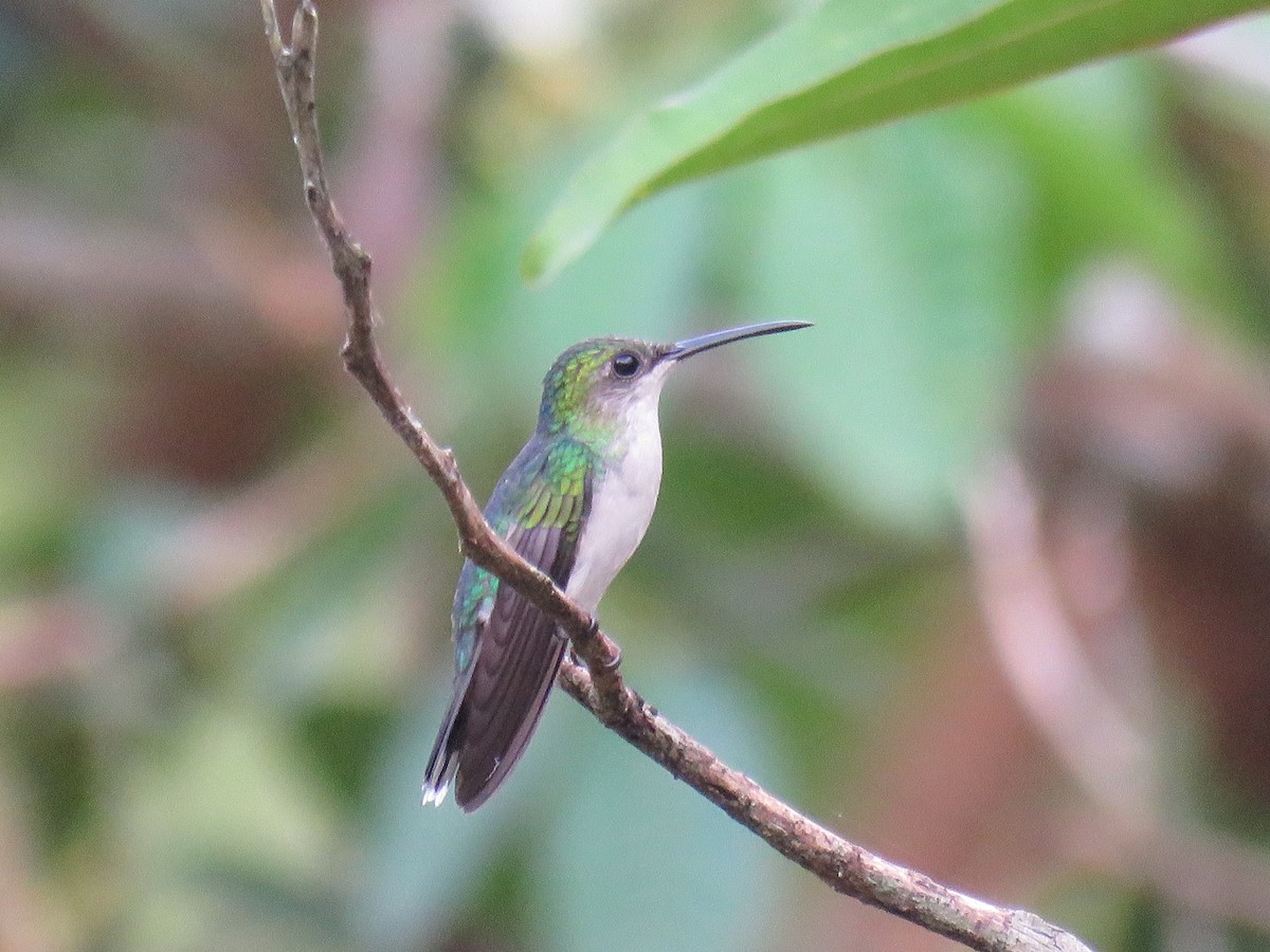 kolibřík nymfový - ML616170118
