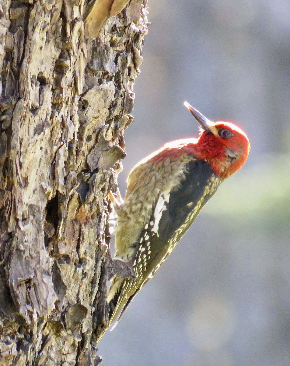 Red-breasted Sapsucker - ML616170268