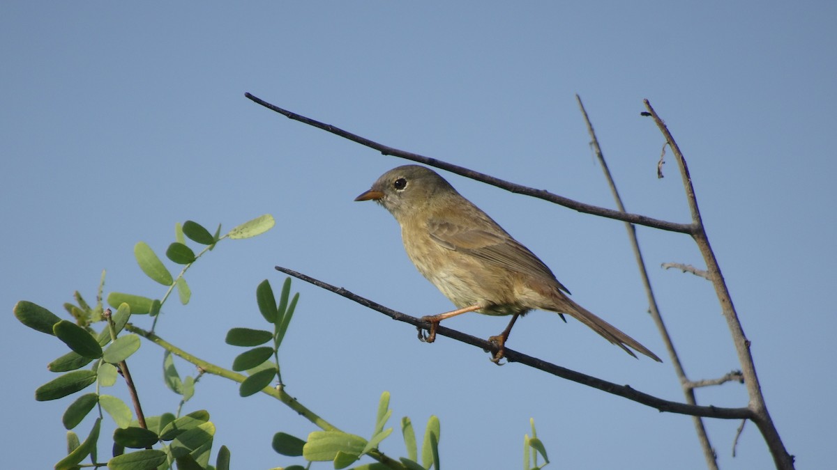 Slender-billed Finch - Marco Antonio Guerrero R.