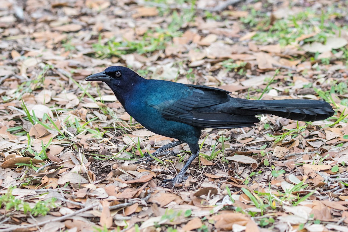 Boat-tailed Grackle - ML616170584