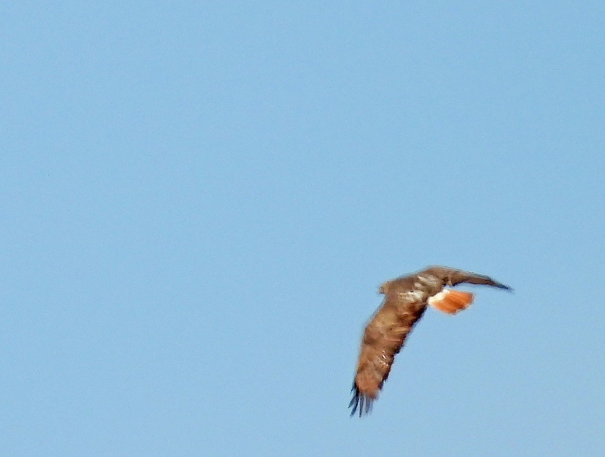 Red-tailed Hawk - ML616170636