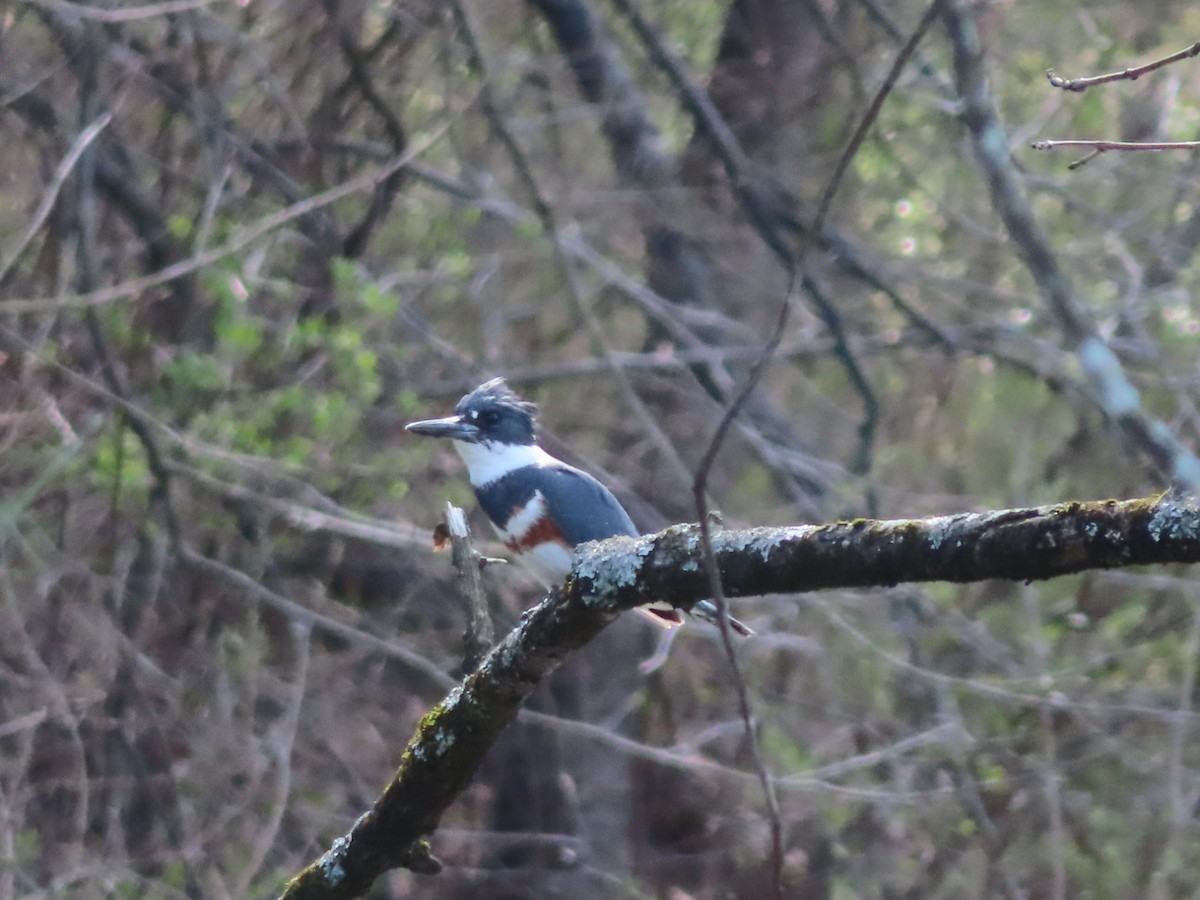 Belted Kingfisher - ML616170748