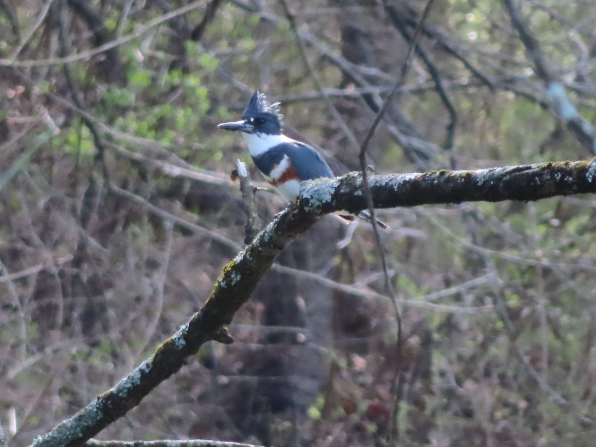 Belted Kingfisher - ML616170749