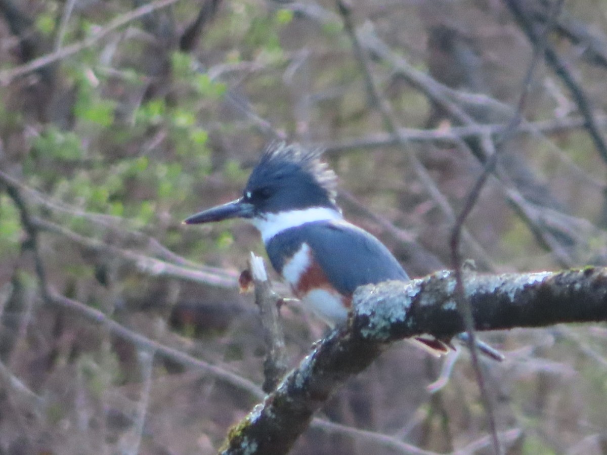 Belted Kingfisher - ML616170750