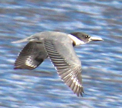 Belted Kingfisher - ML616170812
