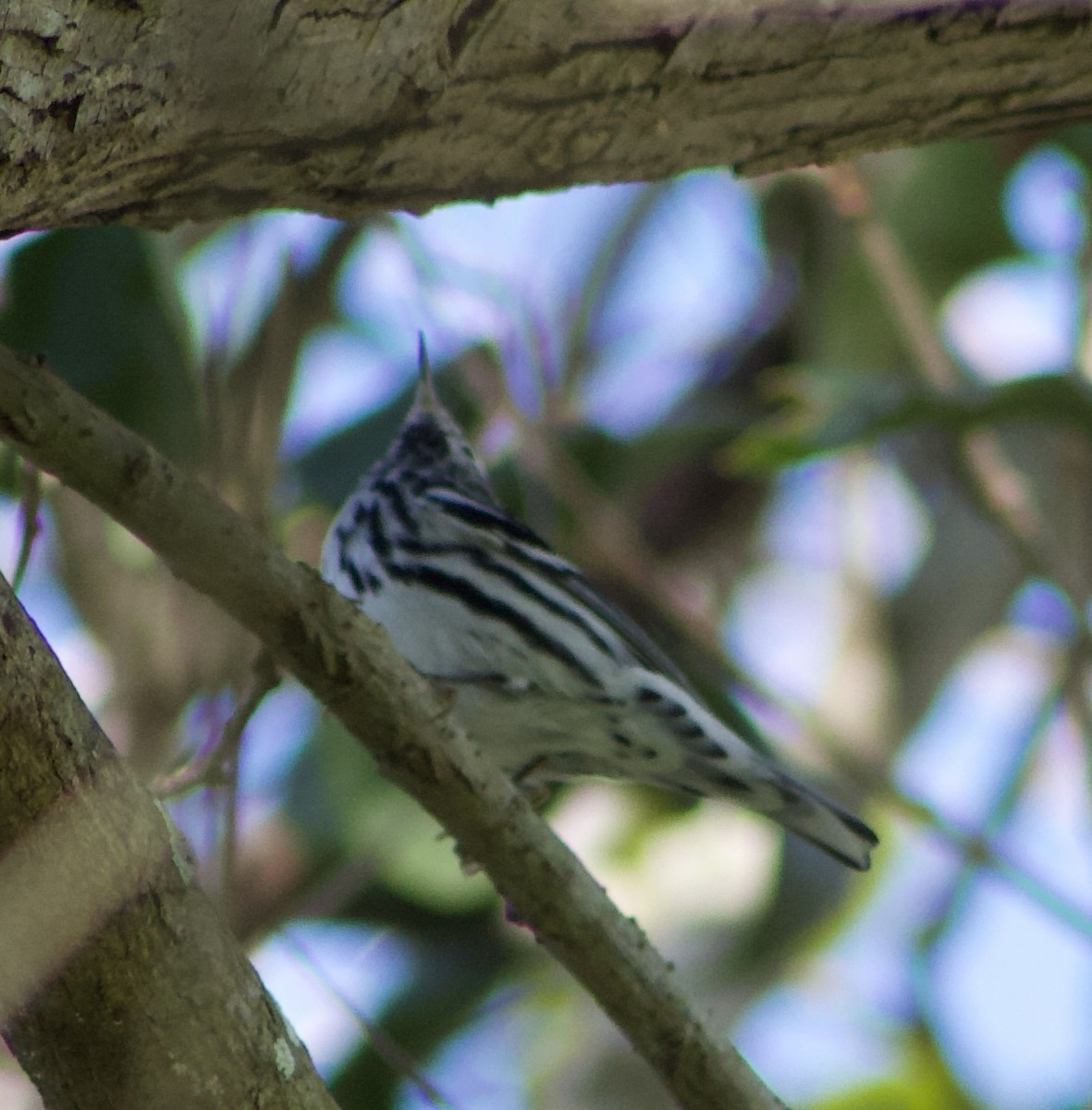 Black-and-white Warbler - ML616170831