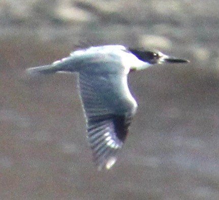 Belted Kingfisher - ML616170846