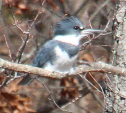 Belted Kingfisher - ML616170886