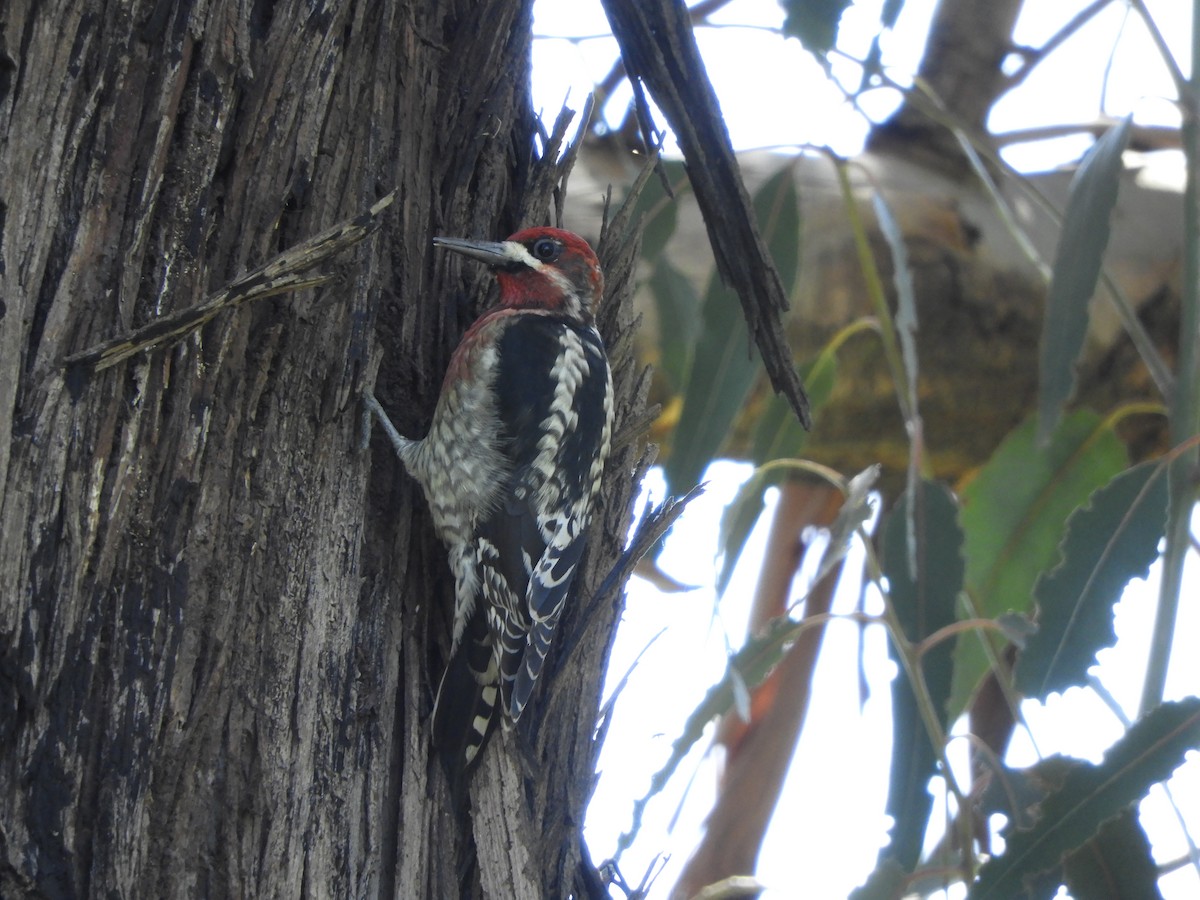 Red-breasted Sapsucker - ML616170928