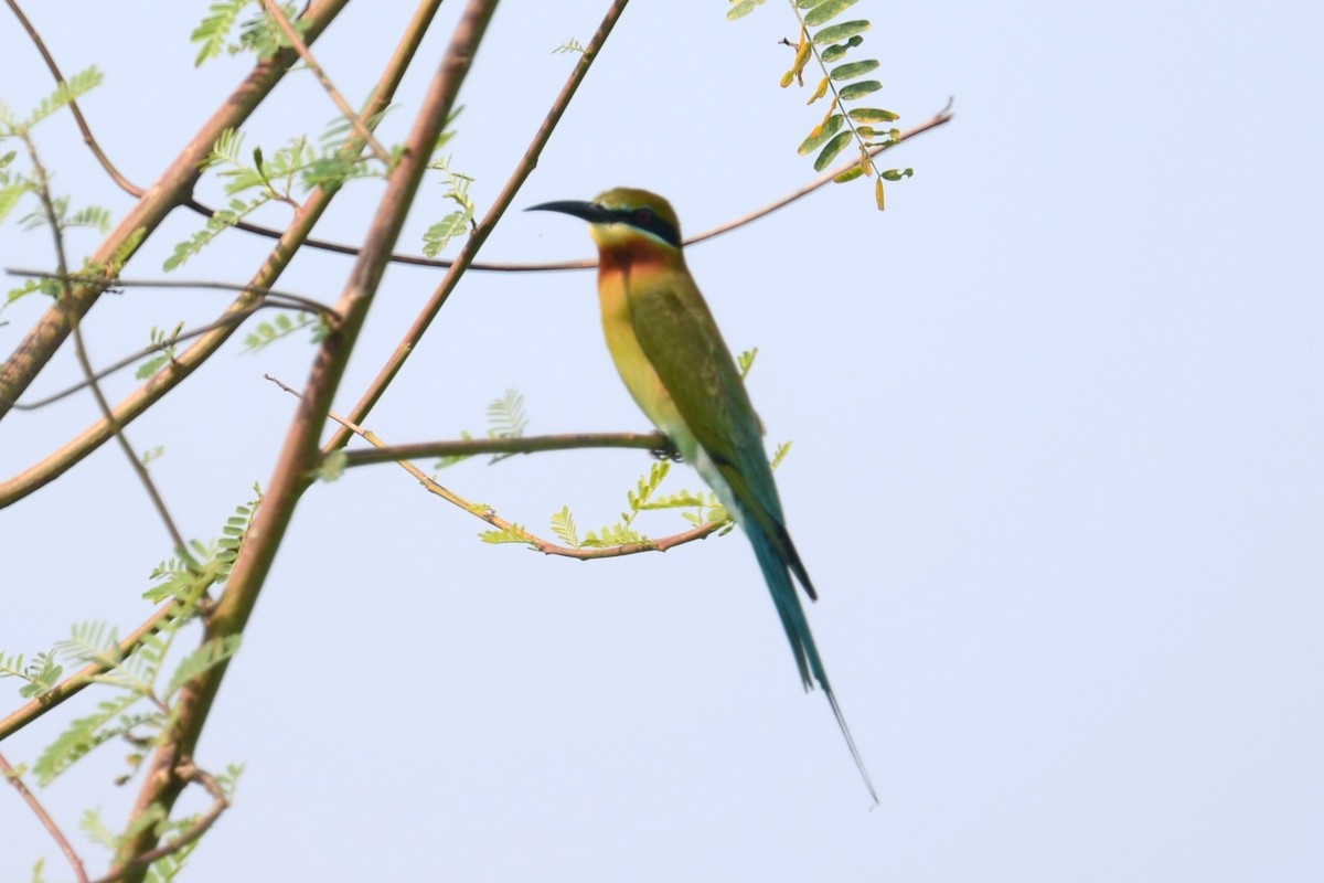 Blue-tailed Bee-eater - ML616170963