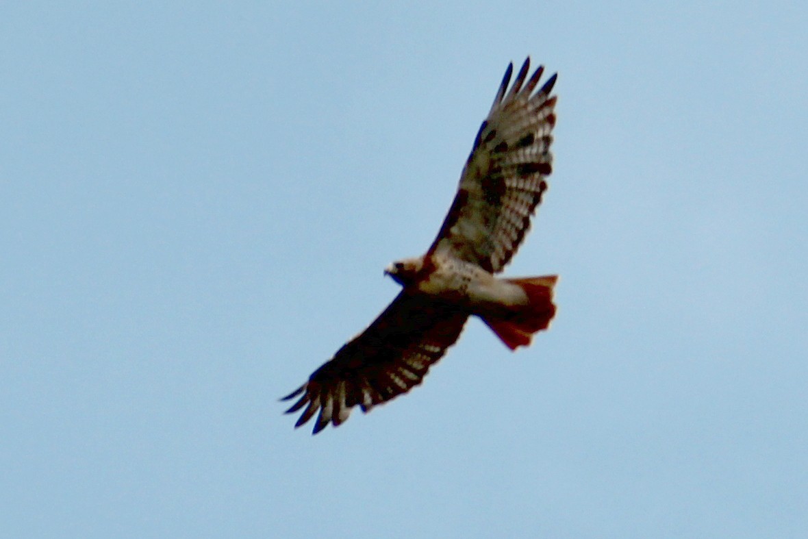 Red-tailed Hawk - ML616171008