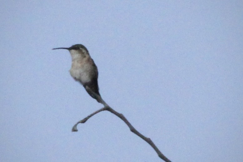 Beautiful Hummingbird - ML616171050