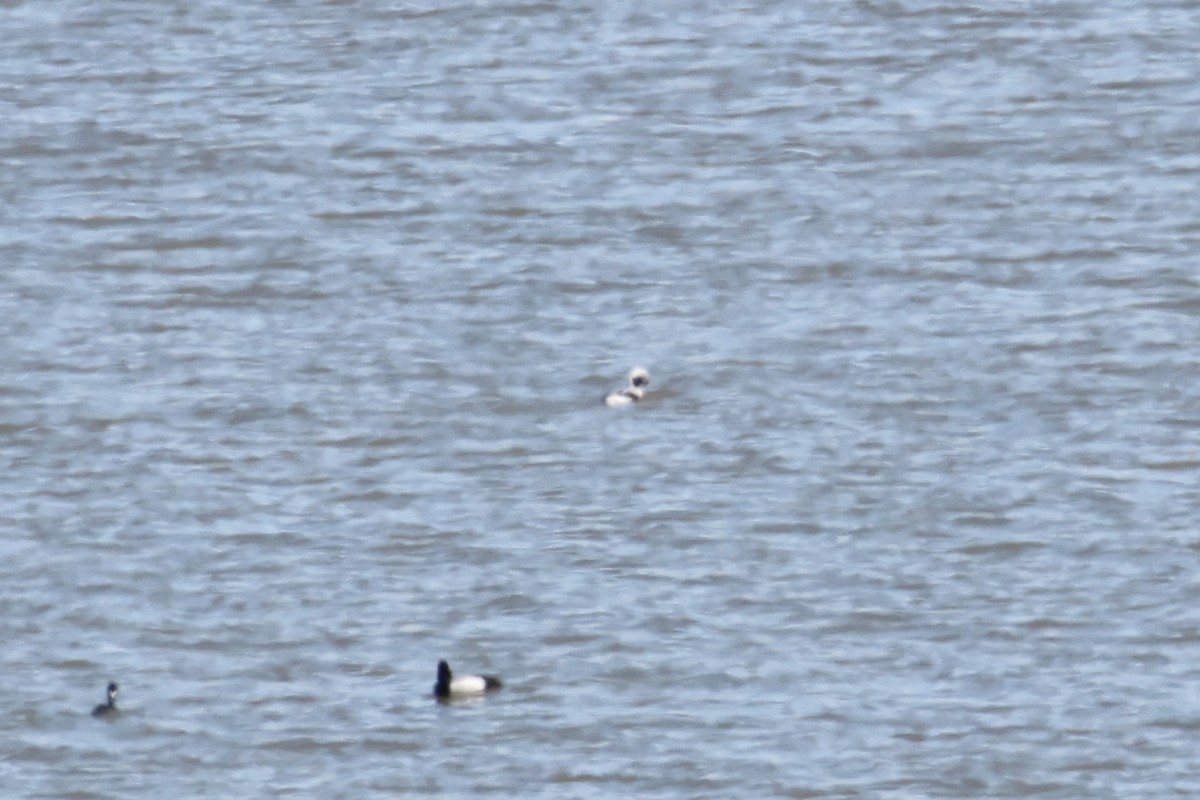 Long-tailed Duck - ML616171112